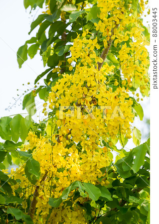 Ratchaphruek national flower of Thailand. Ratchaphruek Cassia Fistula flowers. Ratchaphruek national flower of Thailand. Ratchaphruek Cassia Fistula flowers. 88003445