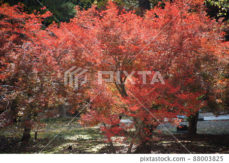 Autumn leaves Autumn leaves 88003825