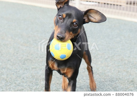 想玩球的迷你杜賓犬 88004076