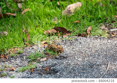 Poop on the street. background of dog poop on the sand ground.  88004218