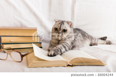 Gray cat lying near stack of books and glasses of owner 88004244