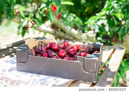 ripe juicy cherries in black cardboard box on table in garden cherry trees ripe juicy cherries in black cardboard box on table in garden cherry trees 88004325