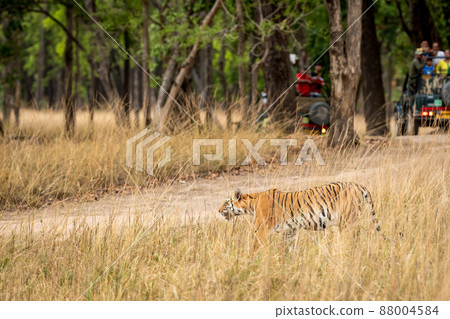 wild bengal tiger on stroll or walking in scenic background during outdoor jungle safari at kanha national park forest or tiger reserve madhya pradesh india - panthera tigris tigris wild bengal tiger on stroll or walking in scenic background during outdoor jungle safari at kanha national park forest or tiger reserve madhya pradesh india - panthera tigris tigris 88004584