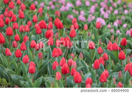 Umami Hill Park Tulip Fair 88004908