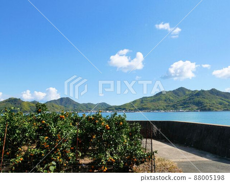 崎島東部的橘子田（廣島縣三原市） 88005198