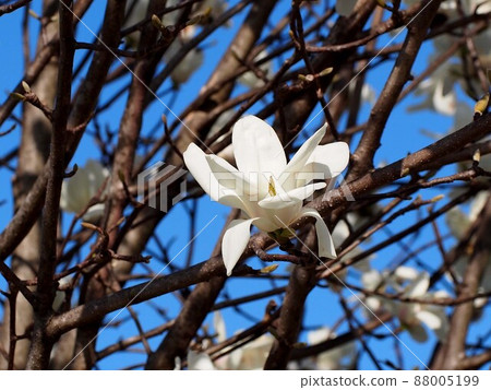 一朵白玉蘭沐浴在春天的天空和陽光中 88005199