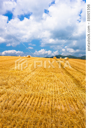 美瑛八月,美瑛麥田 美瑛八月,美瑛麥田 88005306