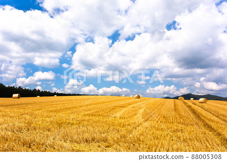 美瑛八月，美瑛麥田 88005308