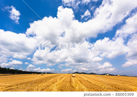 August in Biei, wheat field in Biei 88005309