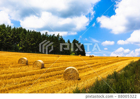 August in Biei, wheat field in Biei 88005322