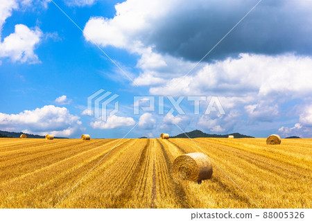 August in Biei, wheat field in Biei August in Biei, wheat field in Biei 88005326