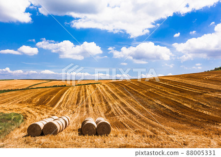 August in Biei, wheat field in Biei 88005331