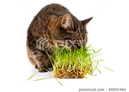 gray domestic tabby cat eating fresh green oats sprouts isolated on white background with selective focus and blur gray domestic tabby cat eating fresh green oats sprouts isolated on white background with selective focus and blur 88005466