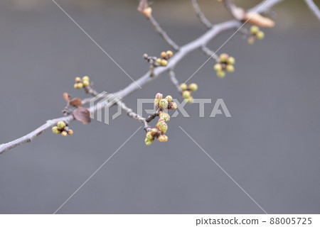 Bud Bud 88005725