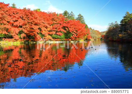 Kumoba Pond Autumn Leaves Kumoba Pond Autumn Leaves 88005771