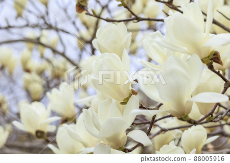 鮮味山公園春花 鮮味山公園春花 88005916
