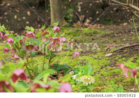 鮮味山公園春花 鮮味山公園春花 88005918