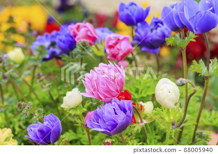 Umami Hill Park Spring Flowers 88005940