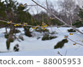 雪景和櫻花 88005953