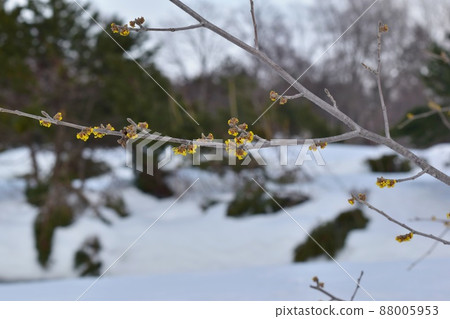 雪景和櫻花 雪景和櫻花 88005953