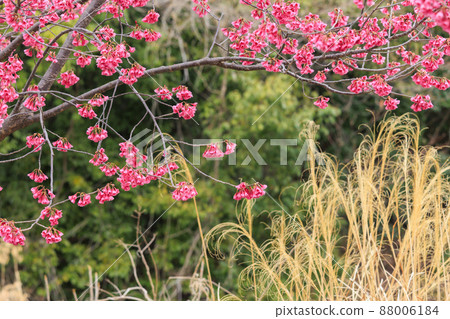 鮮味山公園春天櫻花 88006184