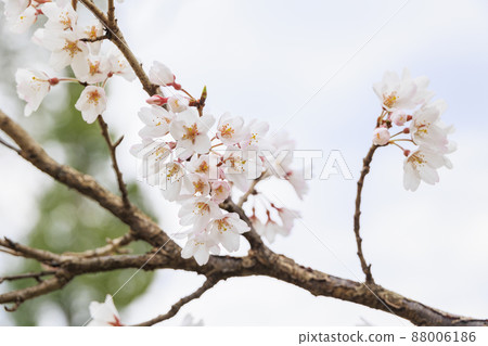 Umami Hill Park Spring Cherry Blossoms 88006186