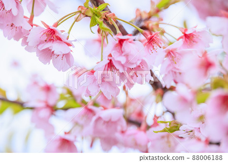 Umami Hill Park Spring Cherry Blossoms 88006188