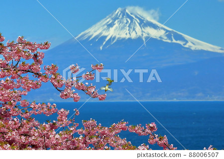 Ita, Numazu City, Shizuoka Prefecture A view of two white-eyes dancing in the early blooming Kawazu cherry blossoms on the slope near Mhojin Pond and Mt. Fuji with snow makeup Ita, Numazu City, Shizuoka Prefecture A view of two white-eyes dancing in the early blooming Kawazu cherry blossoms on the slope near Mhojin Pond and Mt. Fuji with snow makeup 88006507