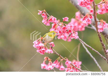 Umami Hill Park Kanhi Sakura and White-eye 88006756