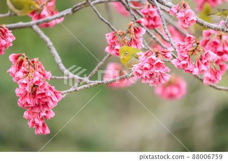 Umami Hill Park Kanhi Sakura and White-eye 88006759