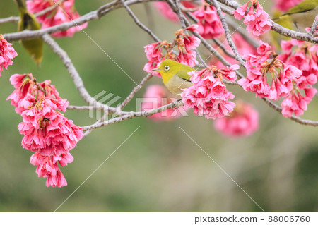 Umami Hill Park Kanhi Sakura and White-eye 88006760
