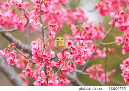 Umami Hill Park Kanhi Sakura and White-eye 88006765