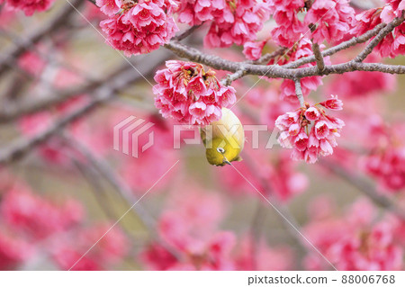 Umami Hill Park Kanhi Sakura and White-eye 88006768