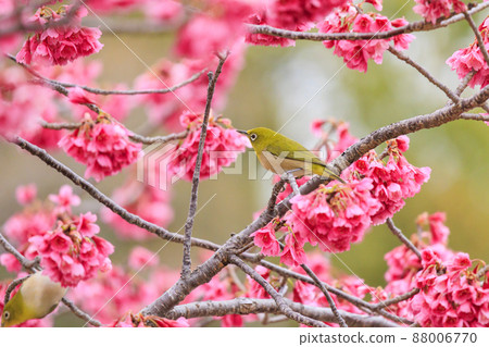 Umami Hill Park Kanhi Sakura and White-eye 88006770