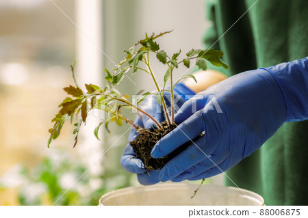 Woman holds tomato seedlings in her hands 88006875