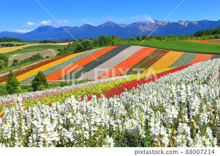 [Hokkaido] Biei Shikisai Hill under sunny weather 88007214