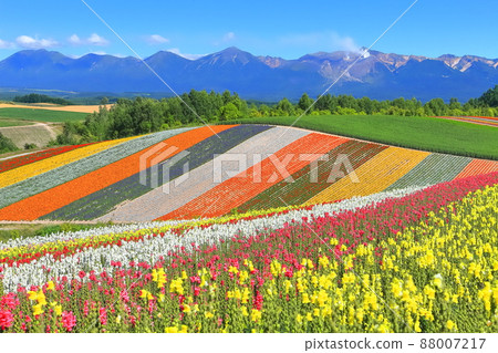[Hokkaido] Biei Shikisai Hill under sunny weather 88007217