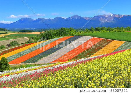 [Hokkaido] Biei Shikisai Hill under sunny weather 88007221