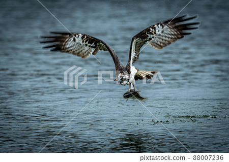 北海道的五月，魚鷹的春天。 88007236