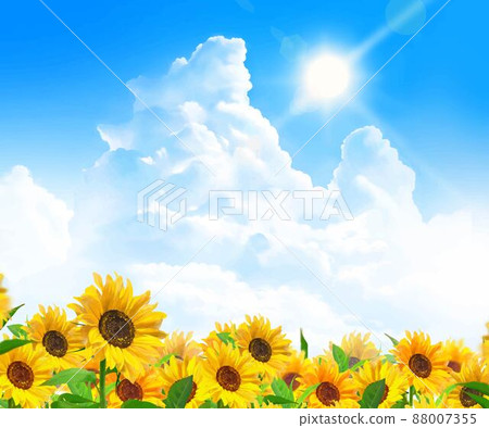 Early summer frame background material of sunflower field where beautiful sunflowers bloom under the sun in the blue sky with cumulonimbus Early summer frame background material of sunflower field where beautiful sunflowers bloom under the sun in the blue sky with cumulonimbus 88007355