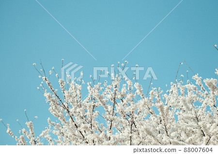 blue sky and spring blossom tree cherry blossom plum blue sky and spring blossom tree cherry blossom plum 88007604