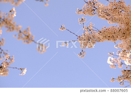 blue sky and spring blossom tree cherry blossom plum 88007605