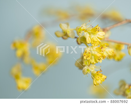 [Flower] Yellow corylopsis spicy, Tosa Mizuki 88007692