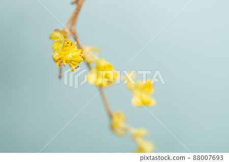 [Flower] Yellow corylopsis spicy, Tosa Mizuki 88007693