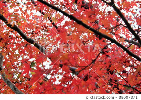 Autumn leaves hunting ⁺ ☆ ＊ ☆ * ☆ Three-color autumn leaves ☆ * ☆ ＊ ☆ ⁺ 88007871