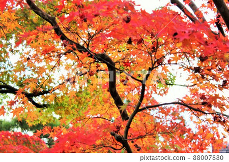 Autumn leaves hunting ⁺ ☆ * ☆ * ☆ Three-color autumn leaves ☆ * ☆ * ☆ ⁺ Autumn leaves hunting ⁺ ☆ * ☆ * ☆ Three-color autumn leaves ☆ * ☆ * ☆ ⁺ 88007880