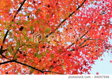 Autumn leaves hunting ⁺ ☆ * ☆ * ☆ Three-color autumn leaves ☆ * ☆ * ☆ ⁺ Autumn leaves hunting ⁺ ☆ * ☆ * ☆ Three-color autumn leaves ☆ * ☆ * ☆ ⁺ 88007886