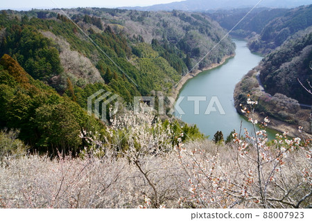 Tsukigase plum grove / valley and red and white plum blossoms 88007923