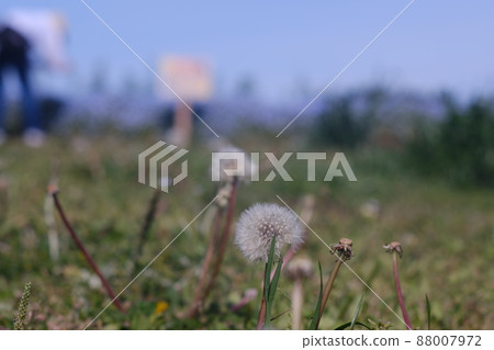 蒲公英絨毛在田野裡盛開 14 88007972