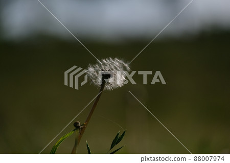 蒲公英絨毛在田野裡盛開 16 88007974
